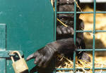 gorilla-in-cage.jpg