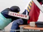 penguins_gone_wild.jpg