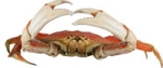 save_the_crab.jpg