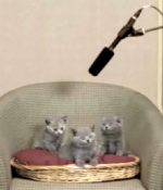 singing-kittens.jpg