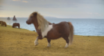 three_shetland_pony.png