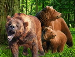 yawning-bear.jpg