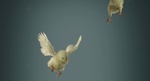 Flying_chicks_peta.jpg