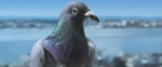 jetblue_pigeon.png