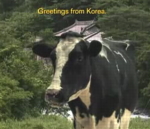 milk-korean-cow.jpg