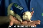 rat_advertising.jpg
